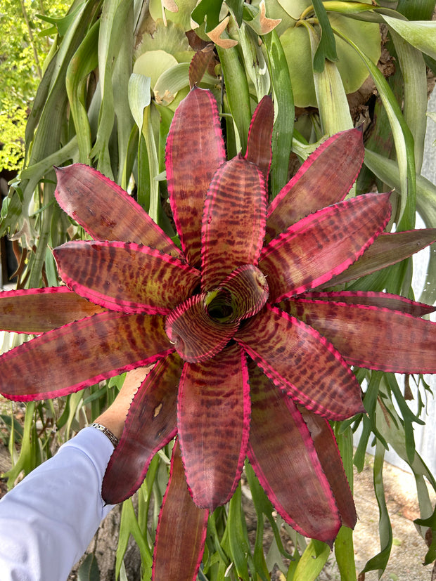 Neoregelia 'Bandolero'