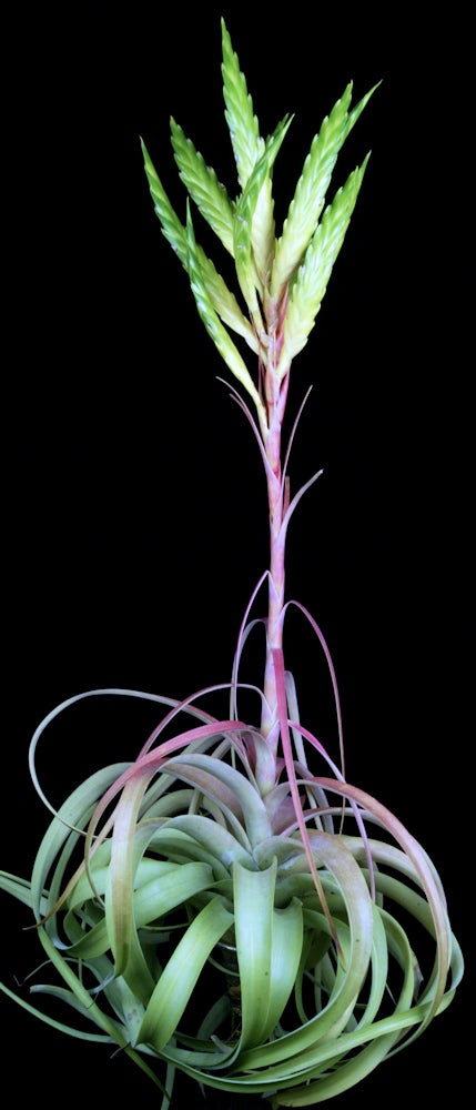 Tillandsia 'Best in Class'