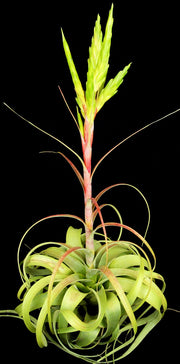 Tillandsia 'Best in Class'