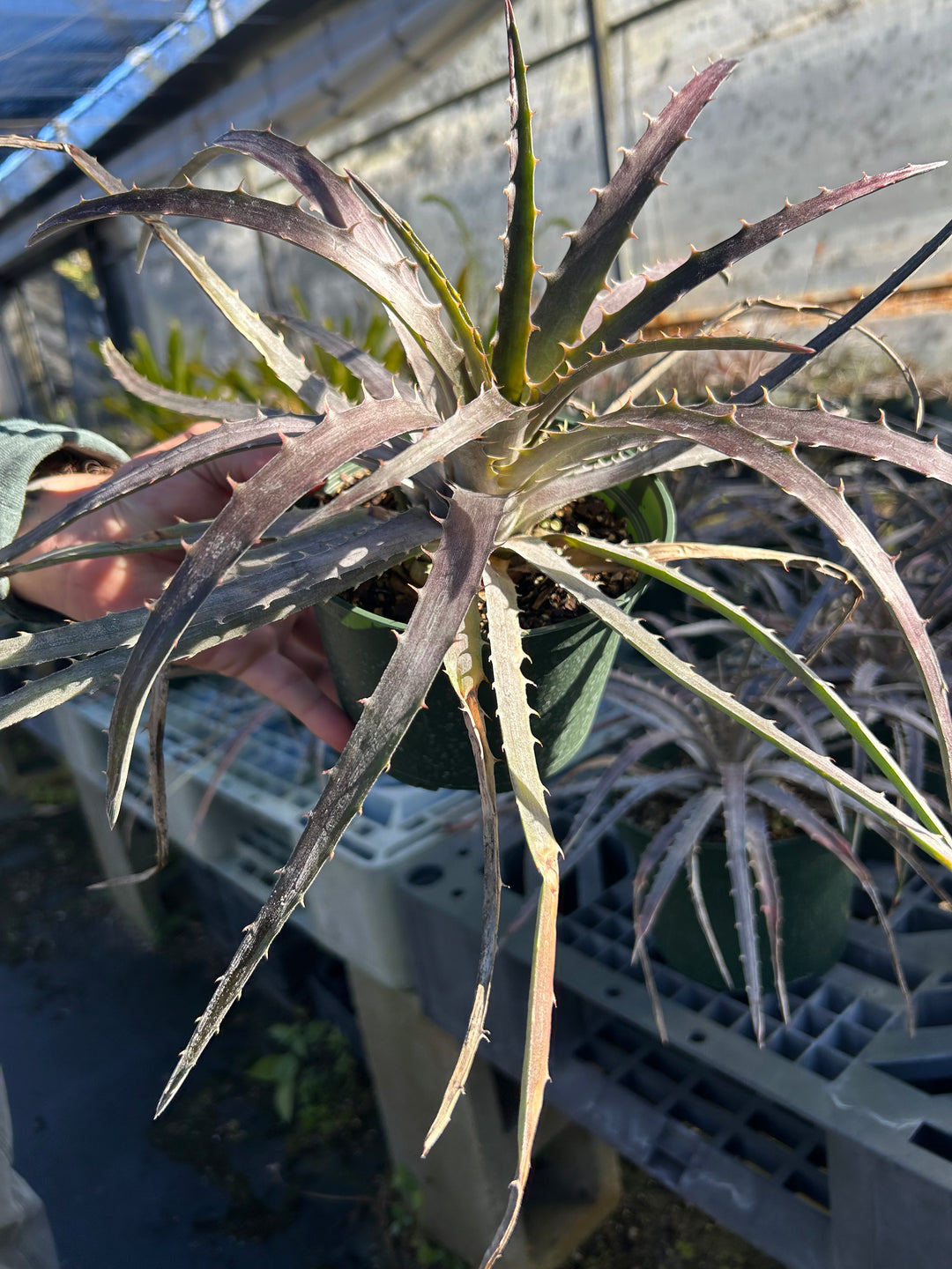 Dyckia reitzii v. rubra x 'Arizona' – Tropiflora