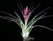 Tillandsia 'Abaco Snow'