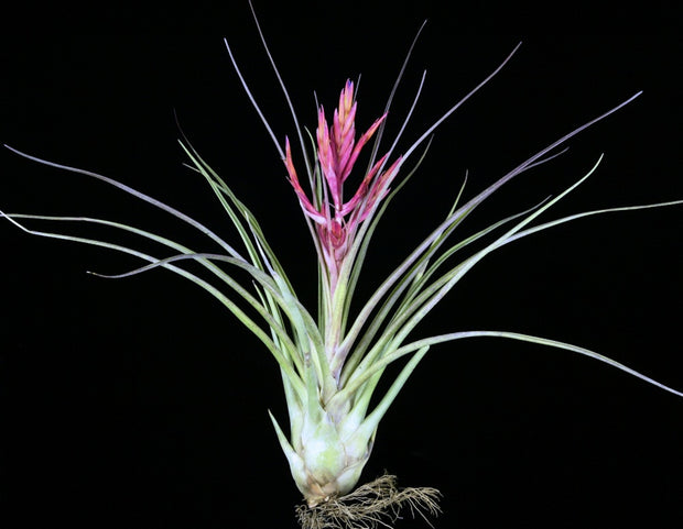 Tillandsia 'Abaco Snow'