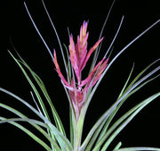 Tillandsia 'Abaco Snow'