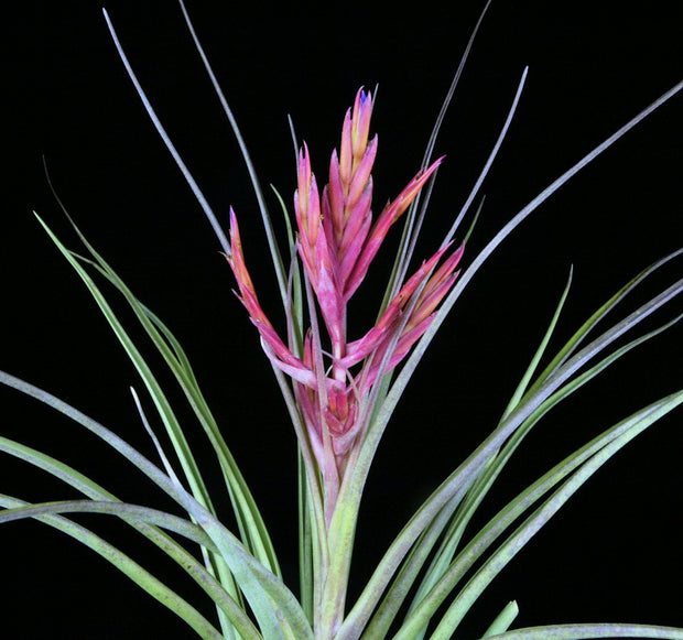 Tillandsia 'Abaco Snow'