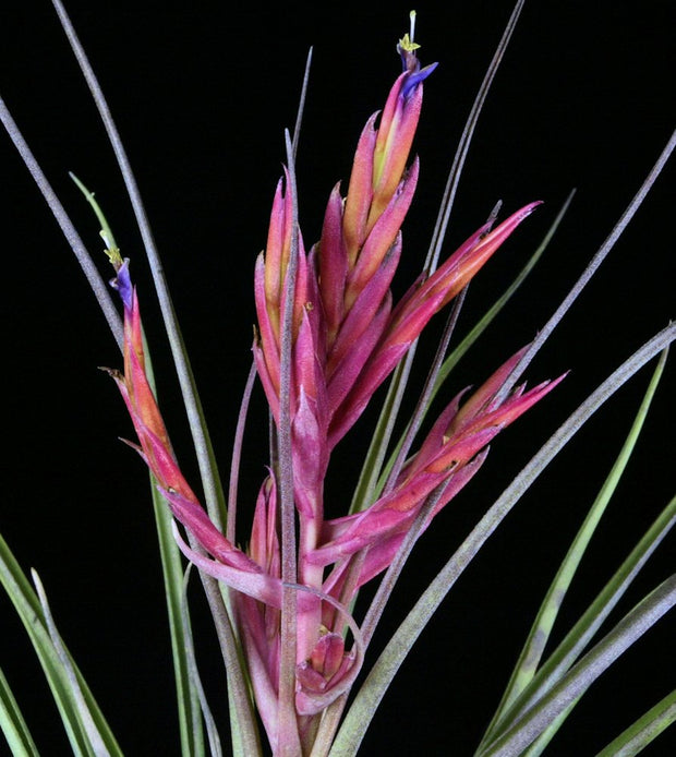Tillandsia 'Abaco Snow'
