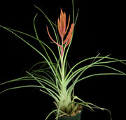 Tillandsia 'Abaco Snow'