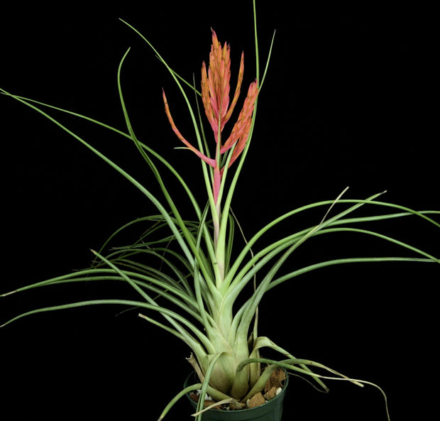 Tillandsia 'Abaco Snow'