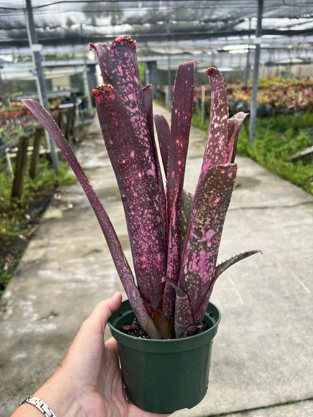 Billbergia hybrid Beadle 1602 clone #3