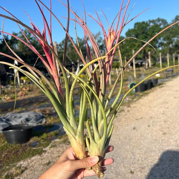 Tillandsia 'Mark Aldridge'