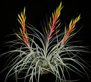 Tillandsia tomasellii Clone #2