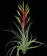 Tillandsia tomasellii Clone #2