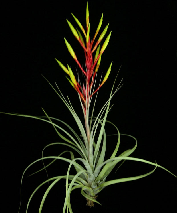 Tillandsia tomasellii Clone #2