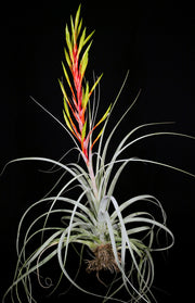 Tillandsia tomasellii Clone #2