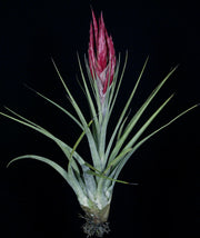 Tillandsia 'Radiant Torch'