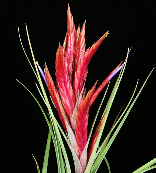 Tillandsia 'Radiant Torch'