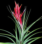 Tillandsia 'Radiant Torch'