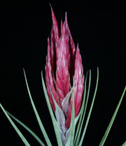 Tillandsia 'Radiant Torch'