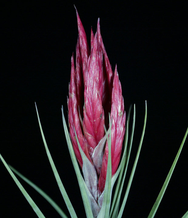 Tillandsia 'Radiant Torch'