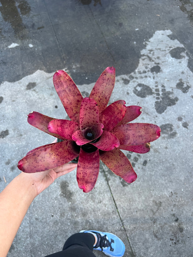 Neoregelia 'Marzipan'