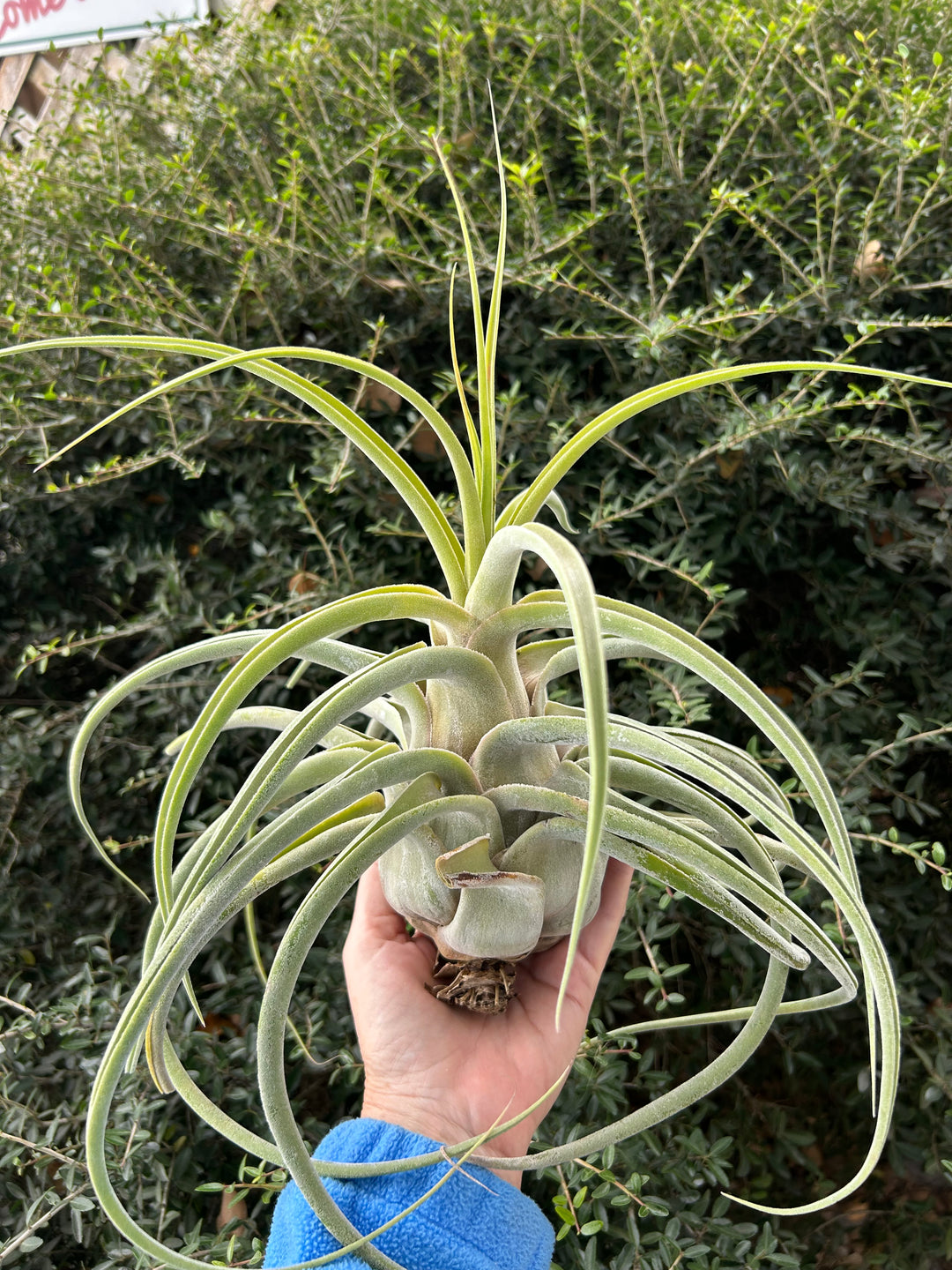 Tillandsia 'Lucille' – Tropiflora