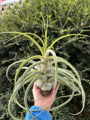 Tillandsia 'Lucille'