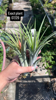 Tillandsia elizabethae x ionantha 'Fuego'