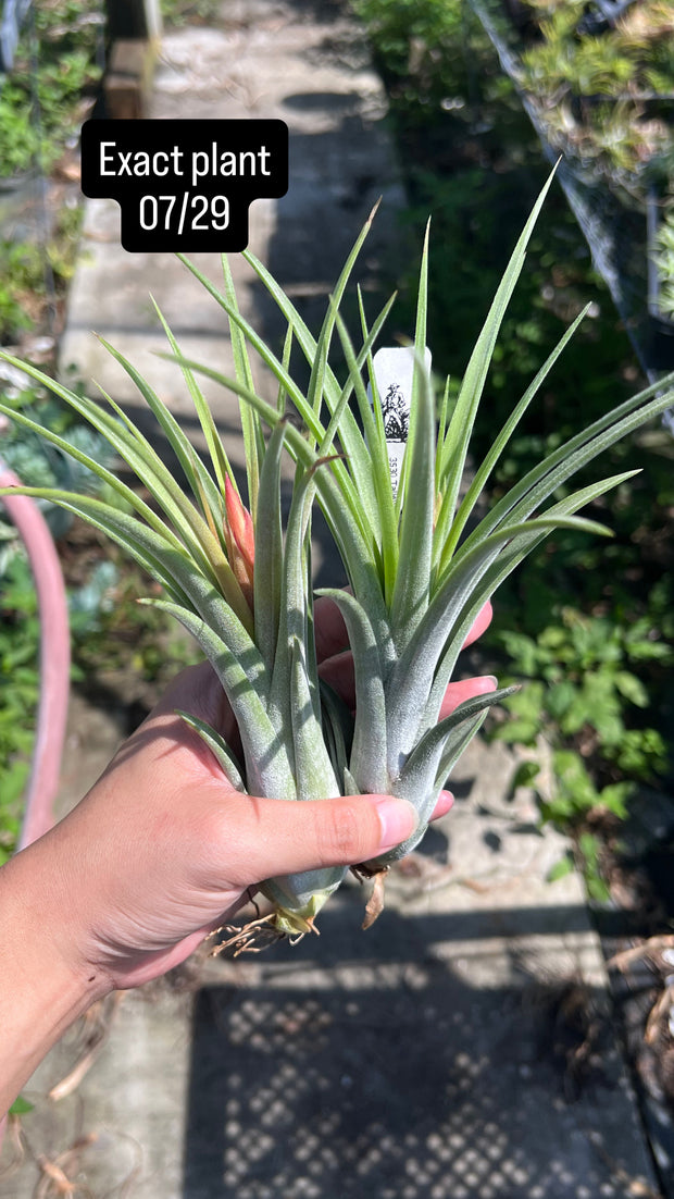 Tillandsia elizabethae x ionantha 'Fuego'