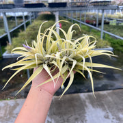 Tillandsia hondurensis 'Albino'