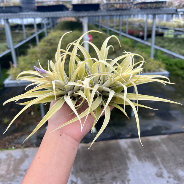 Tillandsia hondurensis 'Albino'