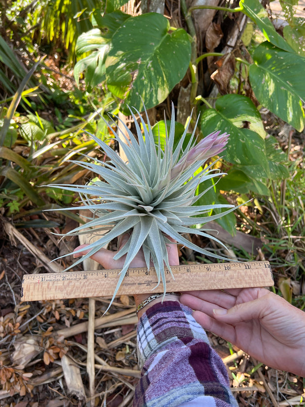 Tillandsia gardneri v. rupicola 'Purple Form'