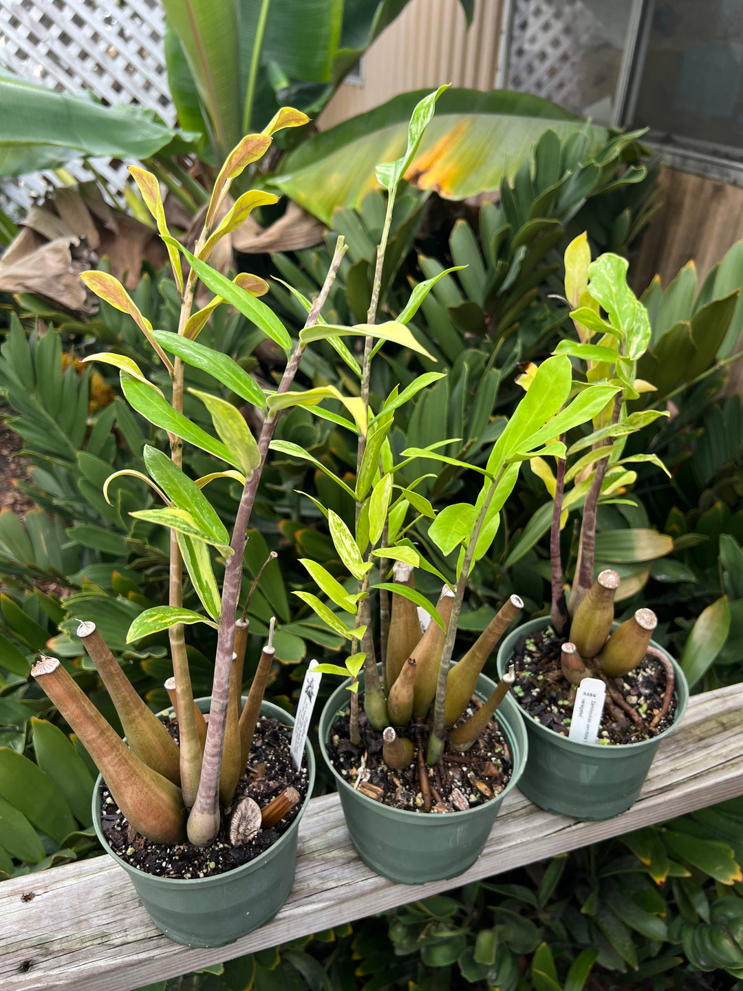 Zamioculcas zamiifolia 'Lancifolia' variegated – Tropiflora