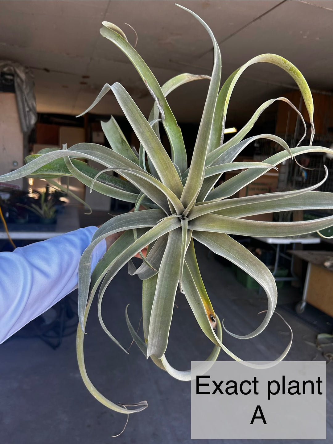 Tillandsia latifolia v. leucophylla – Tropiflora