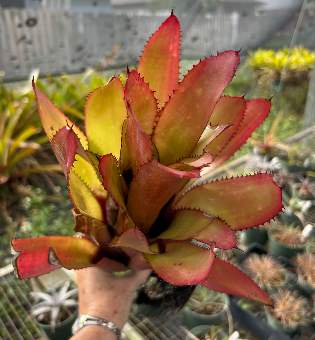 Aechmea phanerophlebia 'Rosea' – Tropiflora
