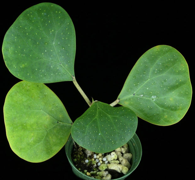 Ficus deltoidea 'Large Leaf Form'