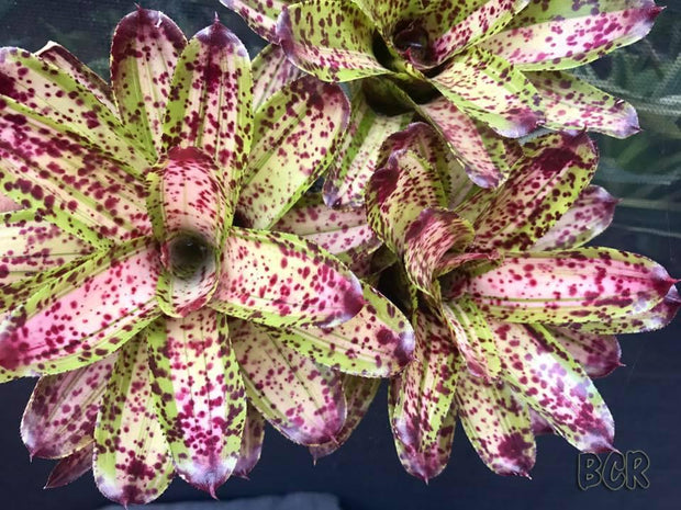 Neoregelia 'Chrissy'