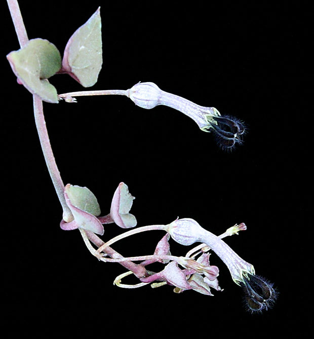 Ceropegia linearis woodii 'String of Hearts'