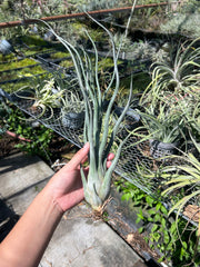 Tillandsia 'Gorgon'