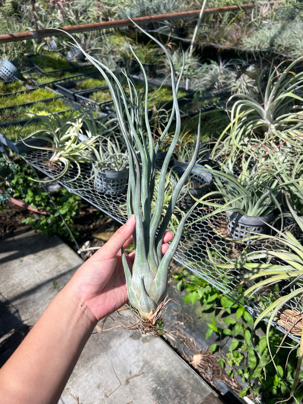 Tillandsia 'Gorgon'