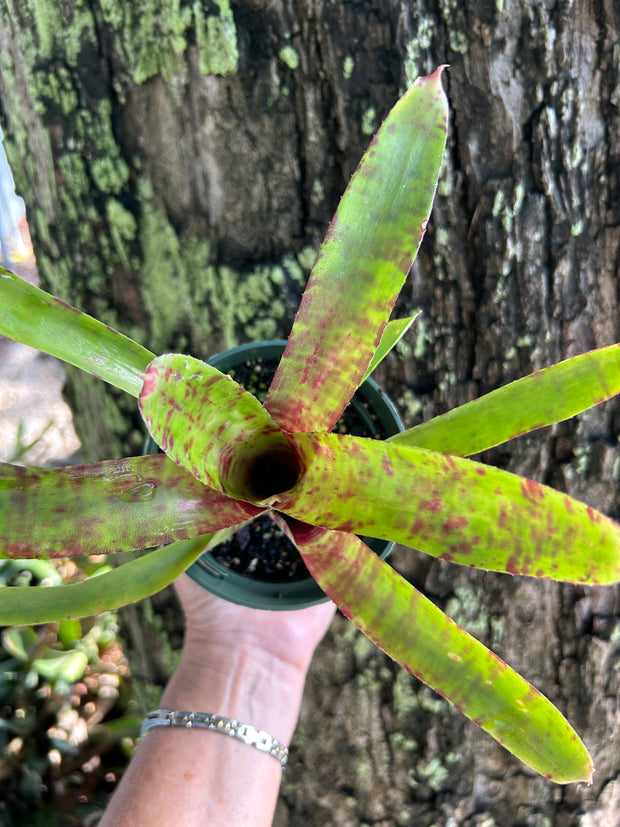Neoregelia lilliputiana x 'Super Aztec' clone #1