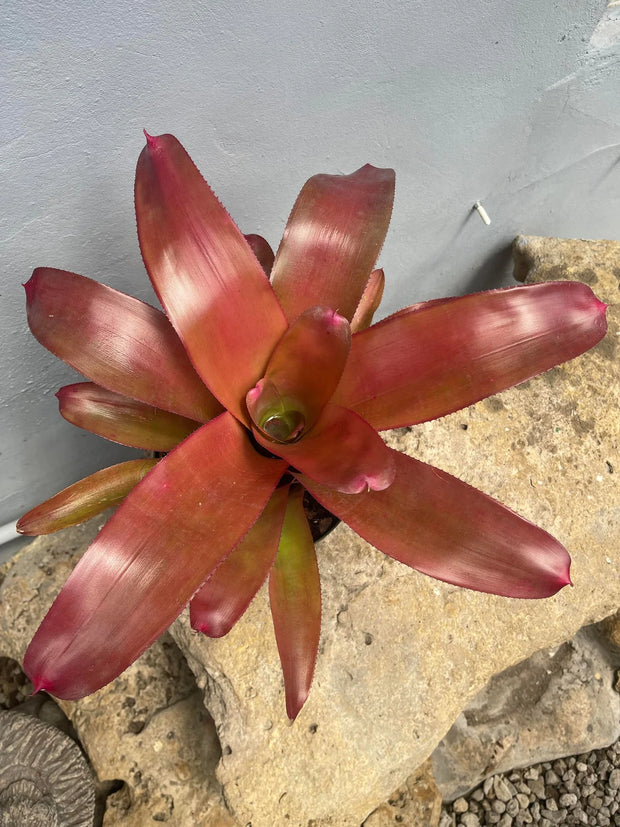 Neoregelia 'Maricela'