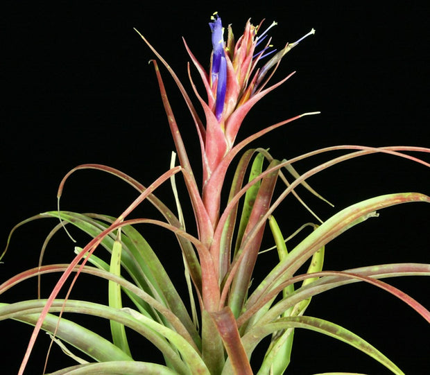 Tillandsia capitata 'Peach': una bellezza delicata Tillandsia capitata 'Peach': una bellezza delicata