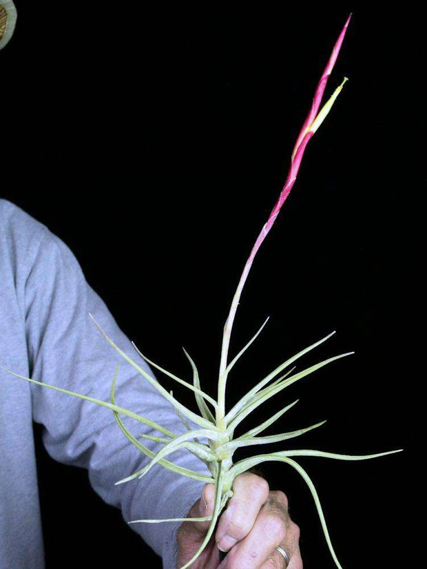Bulk Air Plants: Tillandsia schiedeana large form, Totolapan, Oaxaca, Mexico (Minimum of 10)