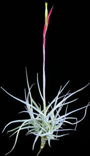 Bulk Air Plants: Tillandsia schiedeana large form, Totolapan, Oaxaca, Mexico (Minimum of 10)