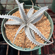Dyckia 'Bone' x marnier-lapostolle Grant Blue