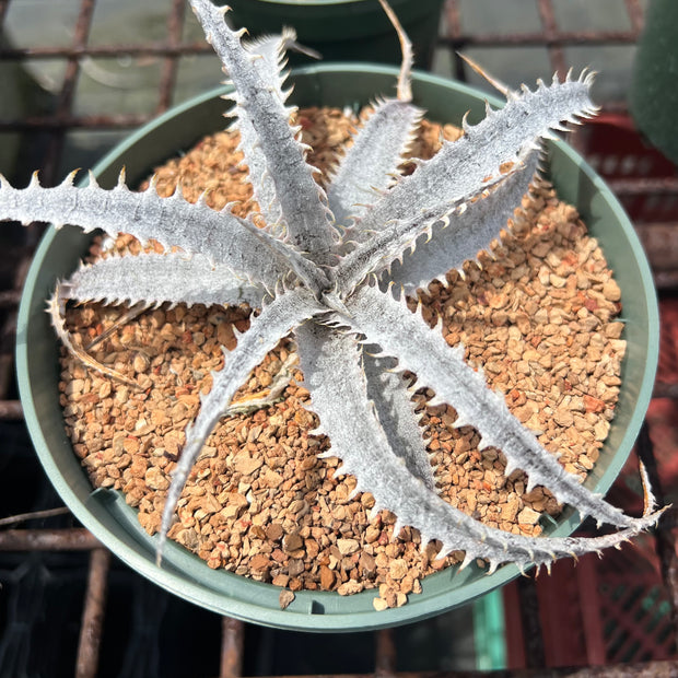 Dyckia 'Bone' x marnier-lapostolle Grant Blue