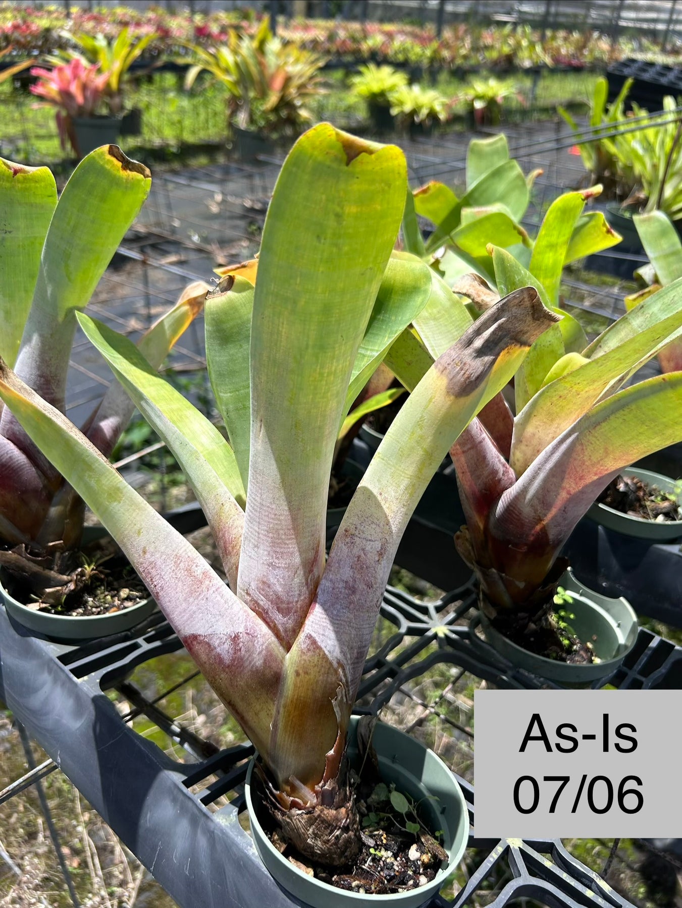 Alcantarea imperialis (brasiliana) – Tropiflora