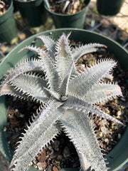 Dyckia marnierlapostollei v. estevesii