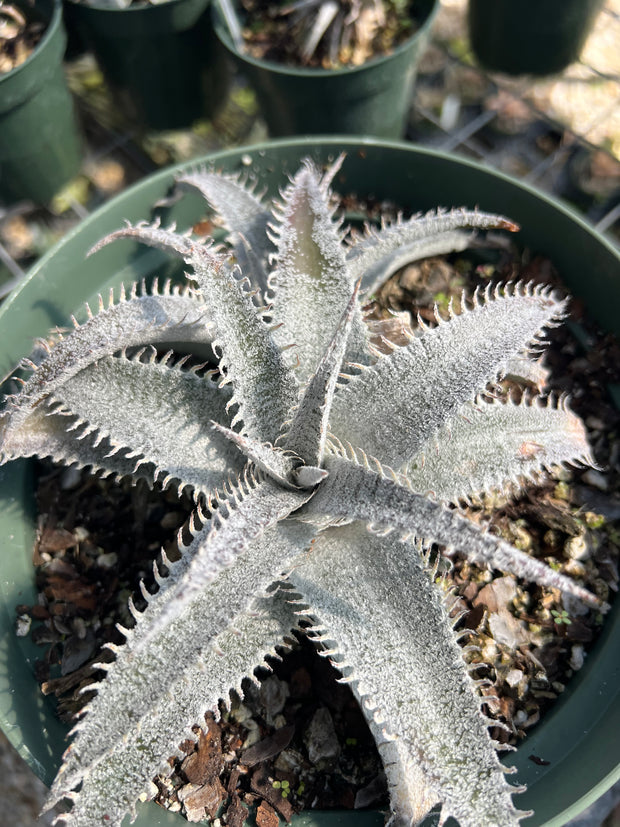Dyckia marnierlapostollei v. estevesii