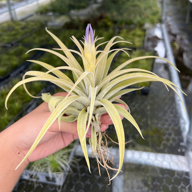 Tillandsia hondurensis 'Albino'