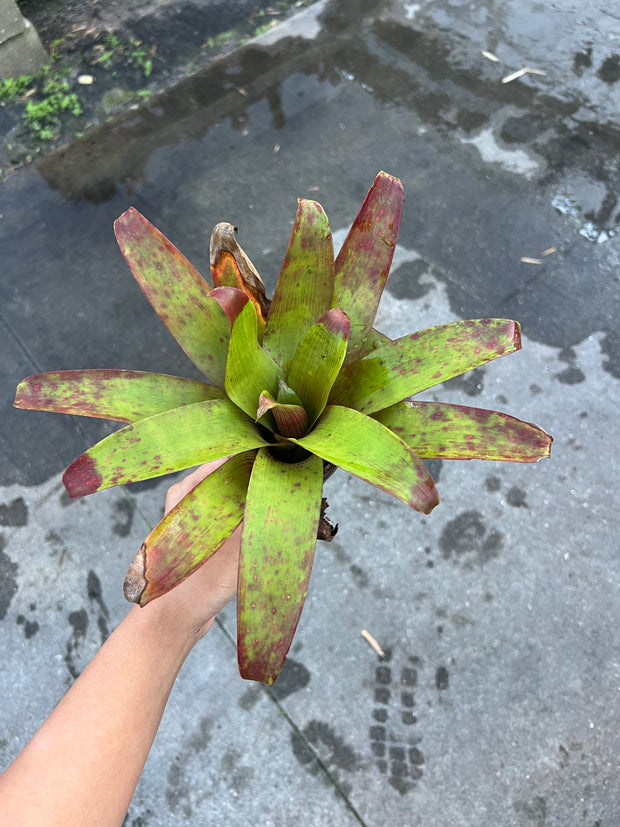 Guzmania sanguinea